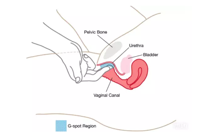 怎么撩她G點，安全又健康(圖1)